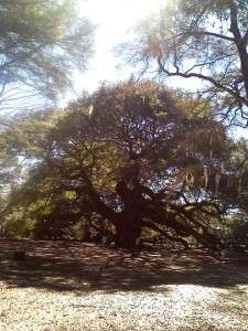 Angel oak3