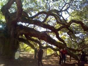 Angel oak4