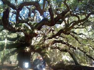 Angel oak5