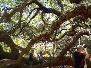 Angel oak7