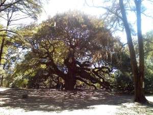 Angel oak8