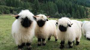 Valais-Blacknose-Sheep-Swiss-Breed-herd