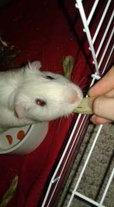 guinea pig bubbles