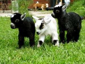 mini goats