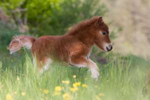 mini horse