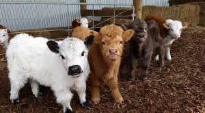 mini moos