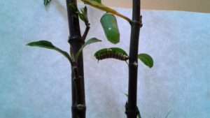 Caterpillars to Butterflies 022